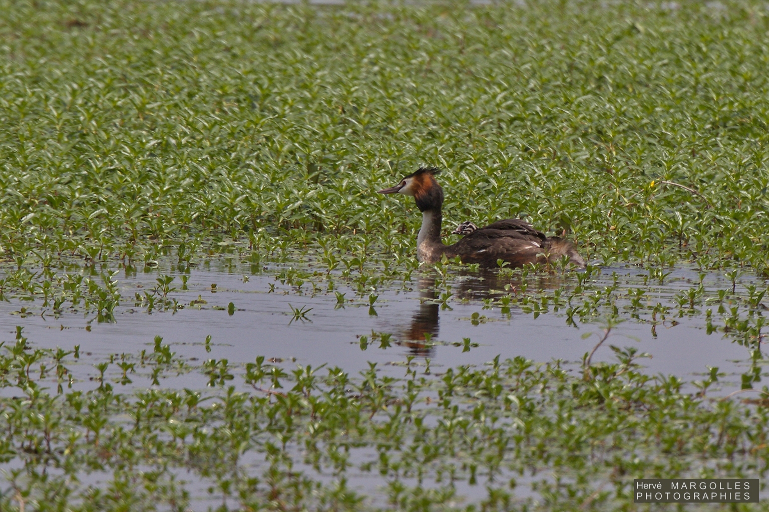 Grebe huppe-02.jpg